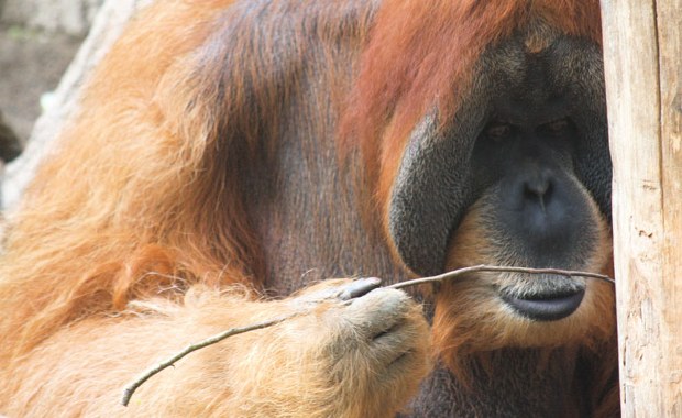 Orangutan potrafi to lepiej niż kilkuletnie dziecko
