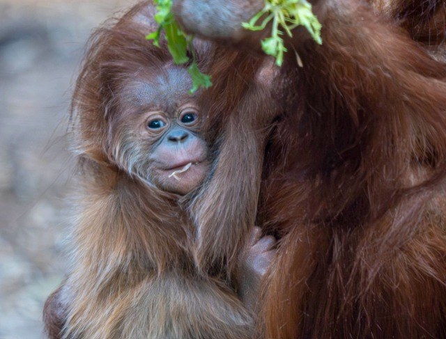 Orangutan sumatrzański urodził się w Orientarium Zoo Łódź /lodz.pl /Facebook