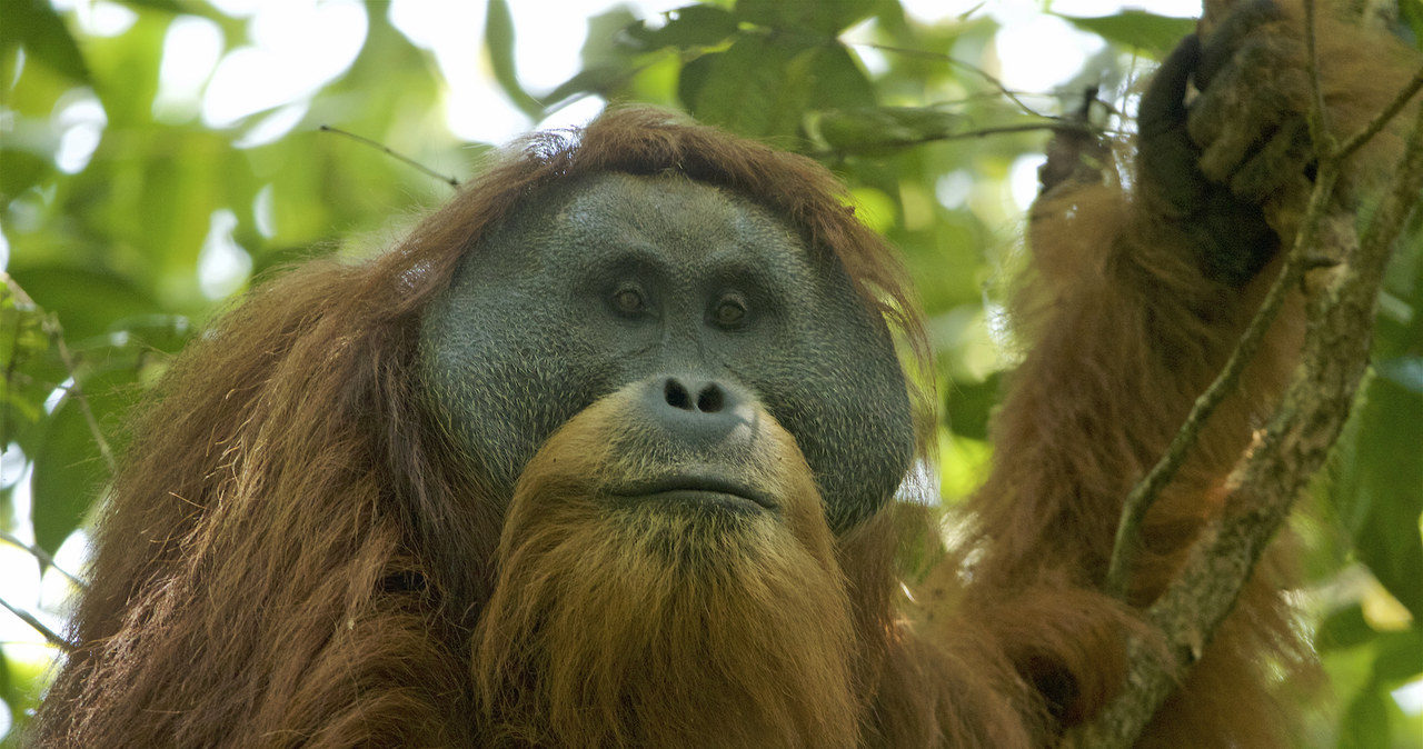 Orangutan Tapanuli /Fot. Tim Laman /Wikipedia
