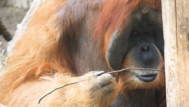 Orangutan wykorzystujący proste narzędzie /© ALICE AUERSPERG /Materiały prasowe