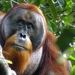 Orangutan zadziwił wszystkich. Sam przygotował sobie lek z ziół na ranę