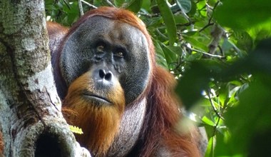 Orangutan zadziwił wszystkich. Sam przygotował sobie lek z ziół na ranę