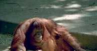 Orangutan /Encyklopedia Internautica