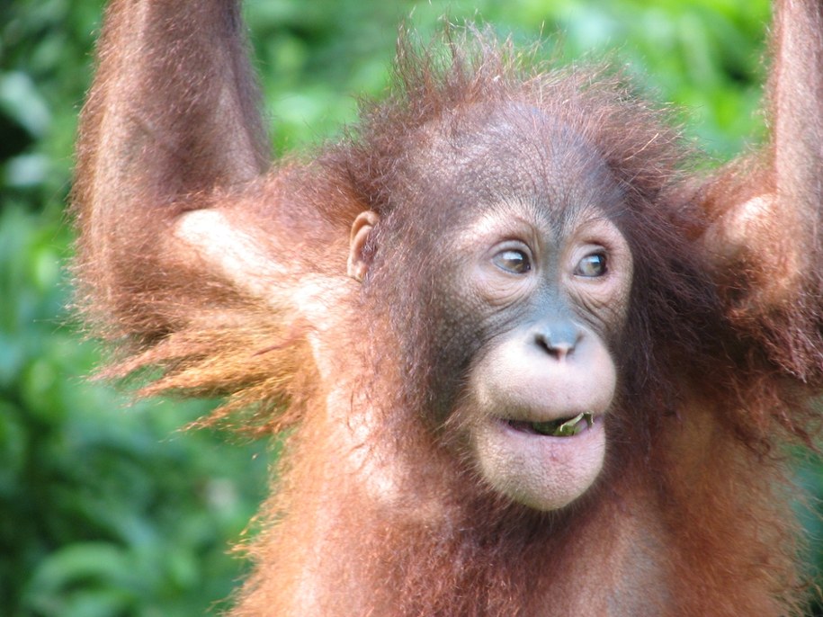 Orangutan /Fot. Marina Davila-Ross /Materiały prasowe