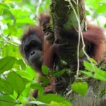 karmienie piersią Orangutany karmią swoje młode najdłużej spośród ssaków. Aż 6,5 roku
