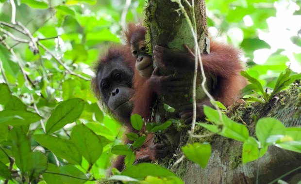 Orangutany karmią swoje młode najdłużej spośród ssaków. Aż 6,5 roku 