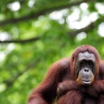 dieta Orangutany na Borneo robią coś, co zdumiało naukowców. Skąd wiedzą?