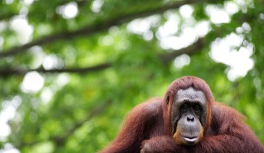 Orangutany na Borneo robią coś, co zdumiało naukowców. Skąd wiedzą?