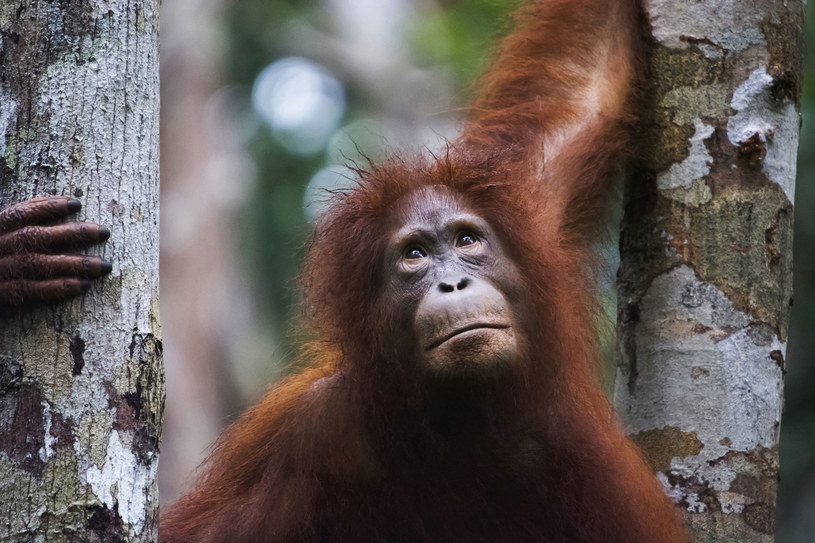 Orangutany pod względem kodu genetycznego są naszymi najbliższymi kuzynami /123RF/PICSEL