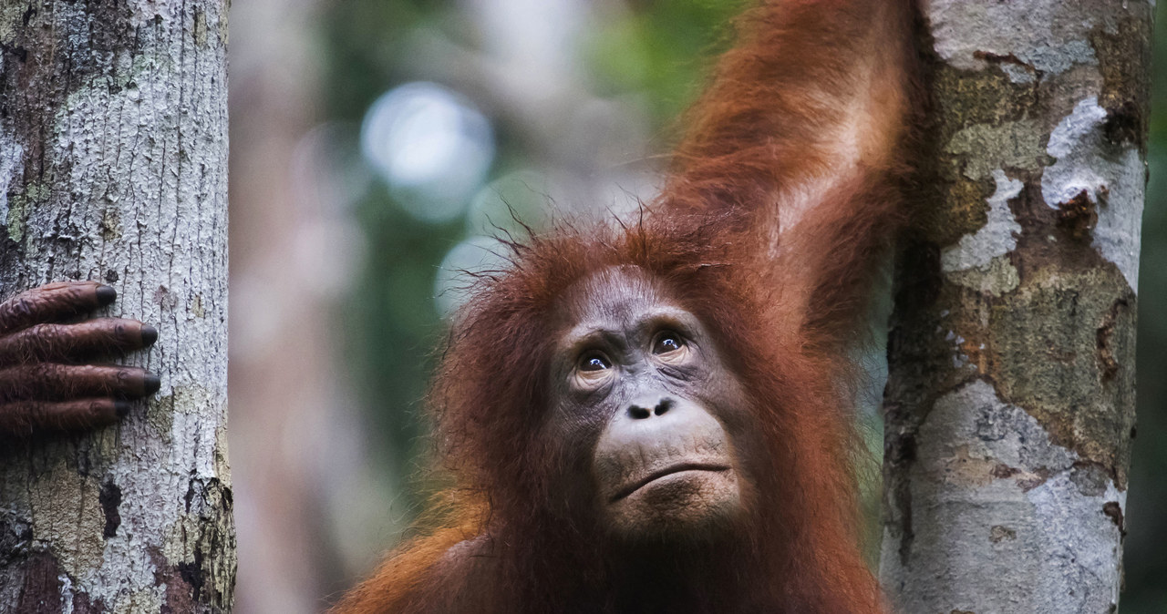 Orangutany pod względem kodu genetycznego są naszymi najbliższymi kuzynami /123RF/PICSEL