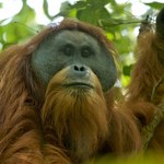Orangutany Tapanuli zagrożone wyginięciem