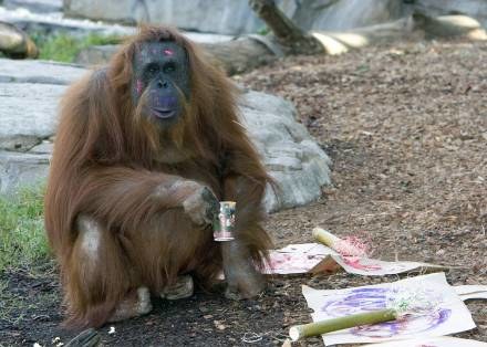 Orangutany zaskoczyły prymatologów /AFP