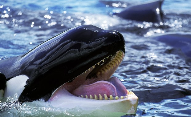 Orce na ratunek. Ssak morski utknął w Sekwanie