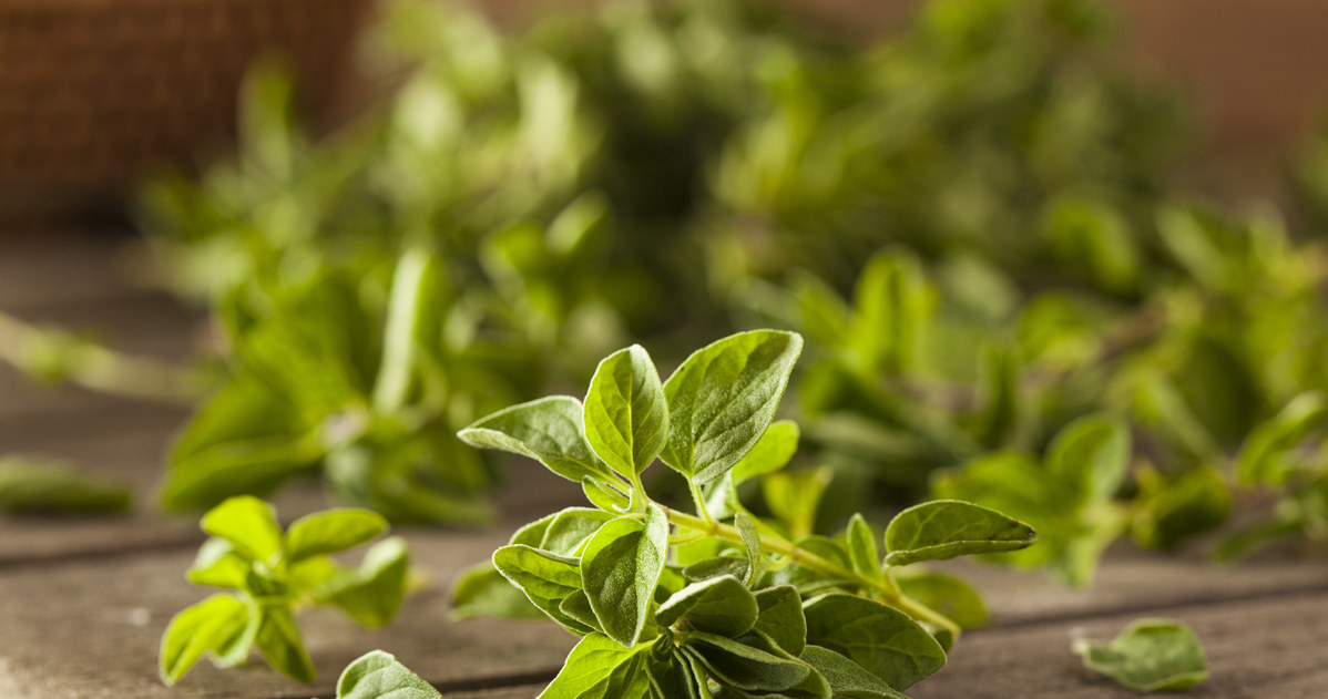 Oregano to jedna z najzdrowszych przypraw /123RF/PICSEL