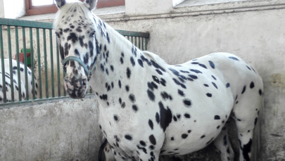 Organizator aukcji "Pride of Poland" zerwał umowę ze stadninami. Będzie domagać się rekompensaty