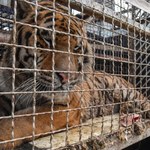 Organizator transportu tygrysów z Włoch przez Polskę trafi do aresztu