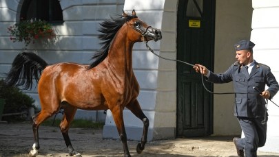 Organizatorzy aukcji Pride of Poland ogłaszają sukces. A sprzedano 6 z 11 koni 