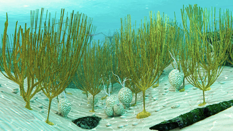 Organizmy ediakariańskie w zdecydowanej większości były nieruchome i żyły na dnach oceanów /123RF/PICSEL