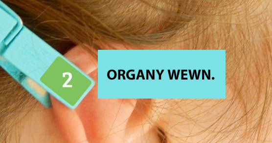 Organy wewnętrzne /© Photogenica