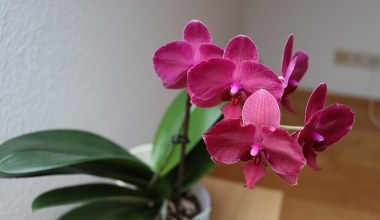 Орхідея давно не розпускає бруньки? Спробуйте трюк з яблуком - вона швидко зацвіте