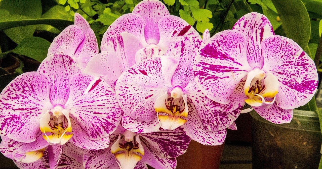 Орхідея може квітнути багато разів протягом року, якщо її вчасно обрізати. Як це зробити правильно? /pixabay.com