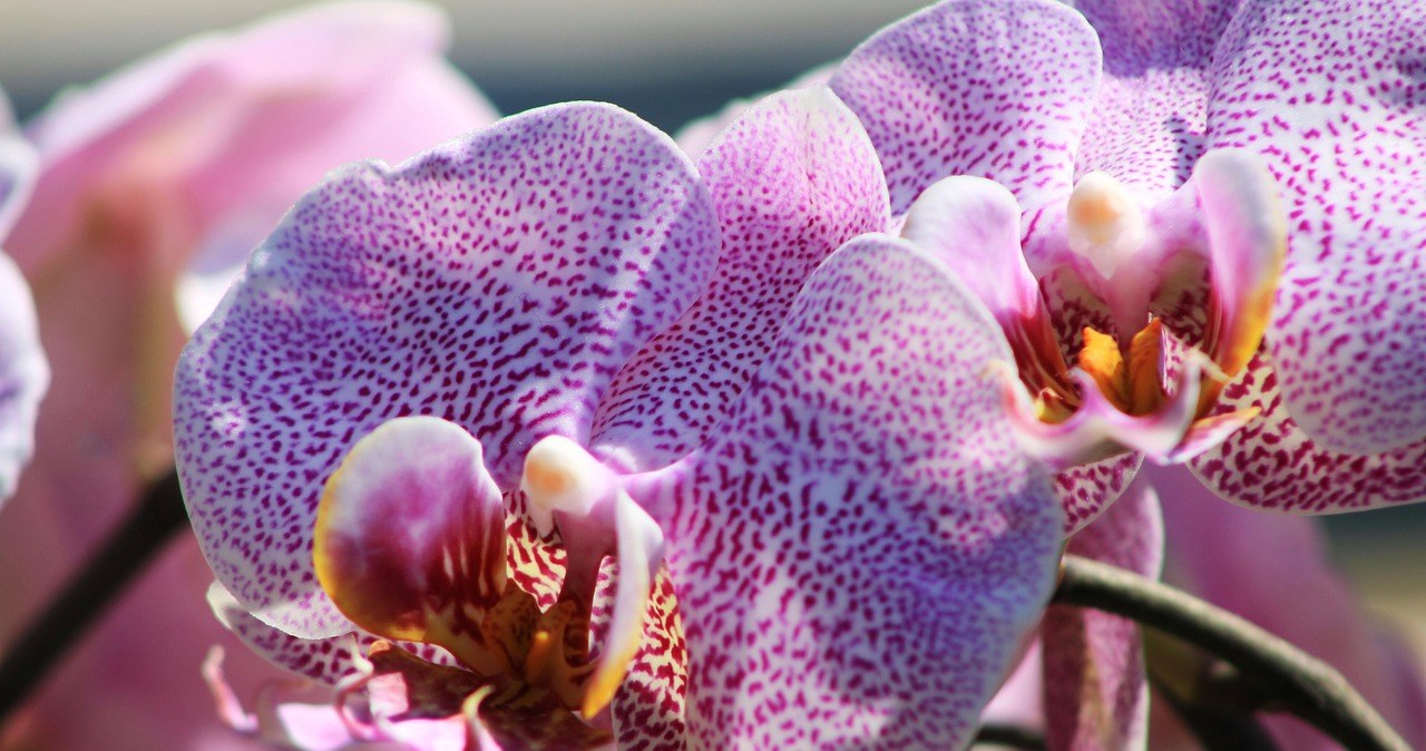 Орхідеї будуть квітнути краще, якщо у догляді за ними використовувати сірники /pixabay.com