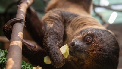 ​Orientarium Łódź. Zobacz największe żarłoki w akcji