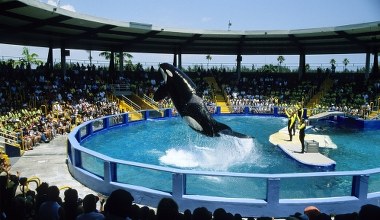 Orka Lolita umarła po 52 latach niewoli. Żyła w niewielkim basenie