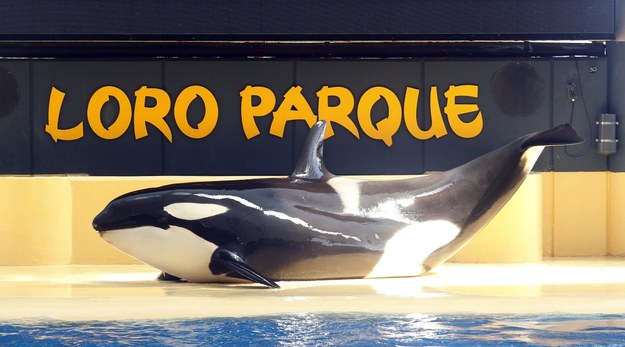 Orka Morgan żyje dziś w Loro Parque na Teneryfie /CRISTOBAL GARCIA /PAP/EPA