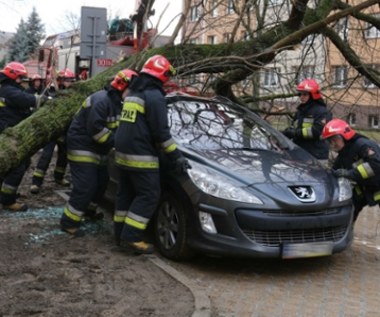 Orkan Otto nad Polską. Jak uzyskać odszkodowanie, gdy drzewo uszkodzi samochód?