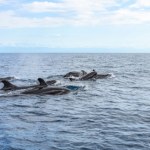 Orki polują na żarłacze białe i pożerają ich wątroby. Niezwykłe nagrania z drona