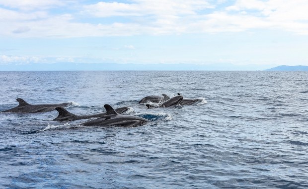 Orki polują na żarłacze białe i pożerają ich wątroby. Niezwykłe nagrania z drona