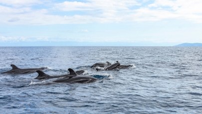Orki polują na żarłacze białe i pożerają ich wątroby. Niezwykłe nagrania z drona