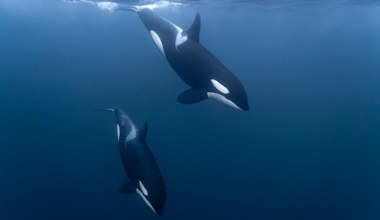 Orki przeprowadziły atak. Jego celem był inny wielki drapieżnik