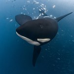 Orki robią coś przedziwnego. Skierowały się ku ludziom, wiele przypadków