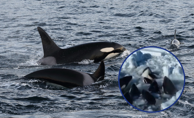 Orki utknęły w lodowej pułapce. "Nie mamy innego wyjścia, jak czekać"