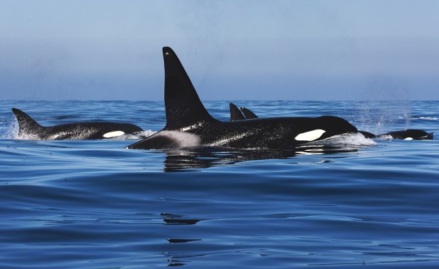 Orki zaatakowały dwa jachty. Jeden zatonął