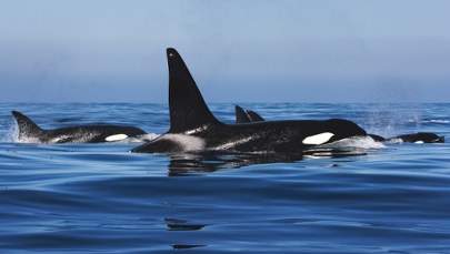 Orki zaatakowały dwa jachty. Jeden zatonął