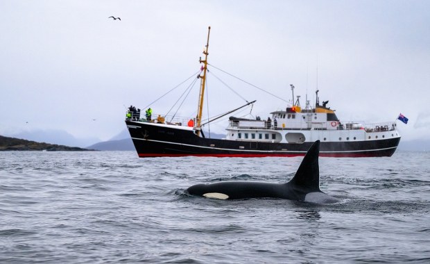 Orki zaatakowały jacht u wybrzeży Portugalii. Uderzały i odgryzały części statku