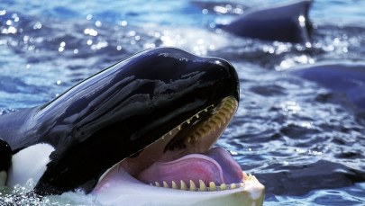 ​Orki zatopiły 15-metrowy jacht w rejonie Cieśniny Gibraltarskiej