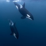 Orki znów przewróciły jacht. Wcale nie chodzi o agresję