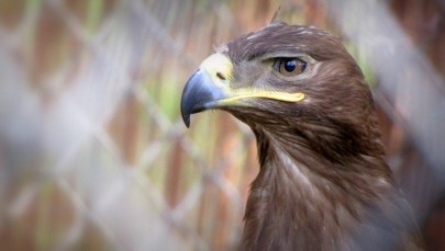 Orły będą wykluwać się w hałasie  
