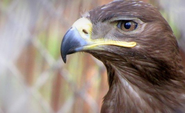 Orły kontra drony. Brytyjska policja chce "zatrudnić" ptaki  