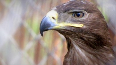 Orły kontra drony. Brytyjska policja chce "zatrudnić" ptaki  