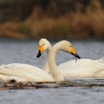 Ornitolodzy byli w szoku. Tylu łabędzi w jednym miejscu dawno nie było