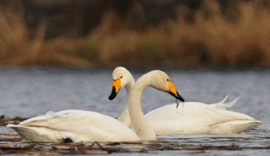 Ornitolodzy byli w szoku. Tylu łabędzi w jednym miejscu dawno nie było