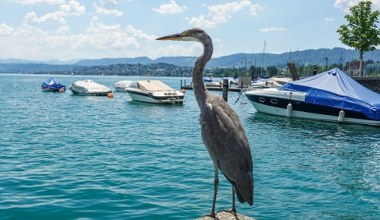 Ornitolodzy chwycili za lornetki. U nas pospolita, za oceanem ewenement