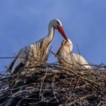 Ornitolodzy wyjaśniają nietypowe zjawisko dotyczące bocianów. Dlaczego wracają tak wcześnie? 