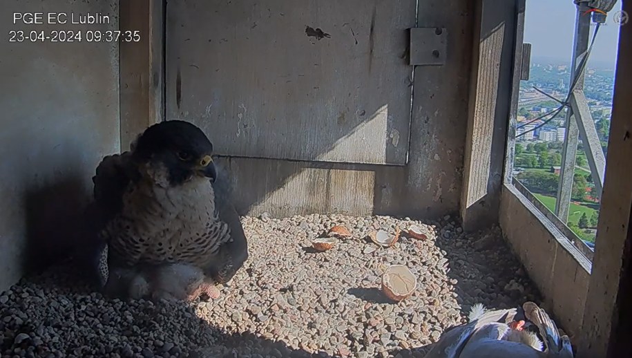 Ornitolodzy zabrali "zastępcze" jaja na twardo (zostawiając nieco skorupek) i podłożyli do gniazda pisklęta. W prawym dolnym rogu kadru śniadaniowy gołąbek /peregrinus.pl /