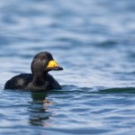 Ornitologiczna sensacja. Rzadki ptak z Ameryki Północnej nad Bałtykiem